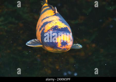 Nahaufnahme, Koi, Karpfen (Cyprinus carpio), unter Wasser, Nahaufnahme eines großen Kois unter Wasser Stockfoto