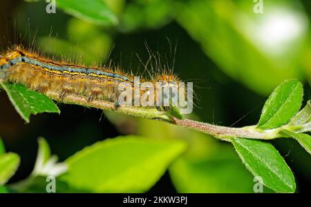 Nahaufnahme, Raupe, Ringmotte (Malacosoma neustria), Schmetterling, die farbenfrohe Raupe der Ringmotte, Motte Stockfoto