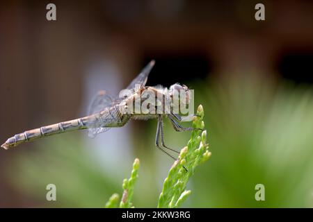 Nahaufnahme, gewöhnlicher Vagrantendarter (Sympetrum vulgatum), weiblich, der Darter sitzt auf einem (Thuja-)Blatt Stockfoto