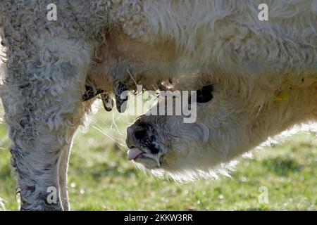 Hausrinder (Bos taurus), Kalb, Kalb trinkt aus dem Euter der Kuh Stockfoto