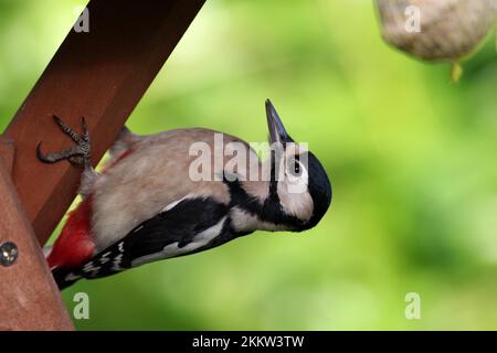 Aus nächster Nähe, großer gefleckter Specht (Dendrocopos Major), weiblich, der große gefleckte Specht an der Speisekammer im Garten Stockfoto