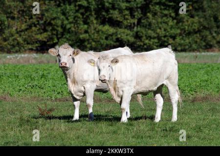 Hausrinder (Bos taurus), Charolais, Weideland, zwei auf der Weide stehende Rinder Stockfoto