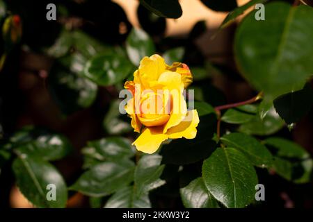 Unglaublich schöne einzelne gelbe Rose im Garten, Blumen blühen Stockfoto