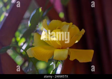 Unglaublich schöne einzelne gelbe Rose im Garten, Blumen blühen Stockfoto