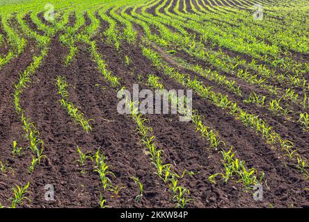 Keimling von Mais in einem landwirtschaftlichen Garten, natürliche Produkte Stockfoto