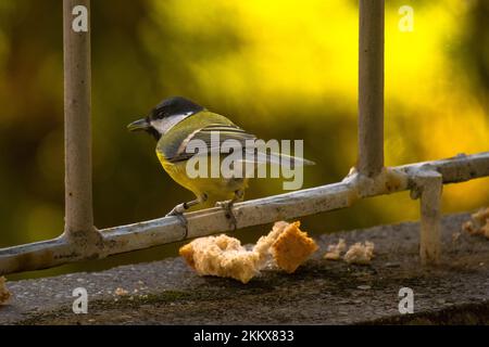 Parus caeruleus, Nahaufnahme des kleinen Vogels auf der Terrasse Stockfoto