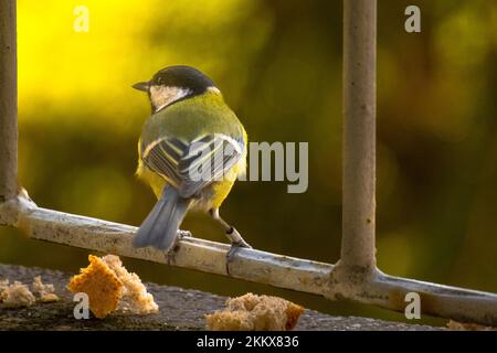 Parus caeruleus, Nahaufnahme des kleinen Vogels auf der Terrasse Stockfoto