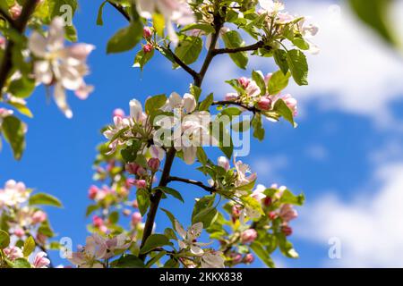Ein schöner, blühender Apfelbaum in einem Frühlingsgarten, während der Blüte der Bäume blüht ein weißer und roter Apfel Stockfoto