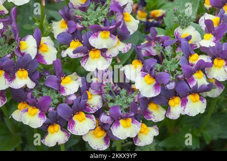 Nemesia, Aroma „Pflaumen and Custard“ Stockfoto