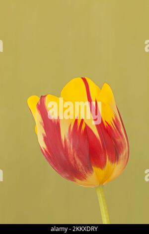 Rembrandt Tulip „Helmar“, Tulipa „Helmar“ Stockfoto