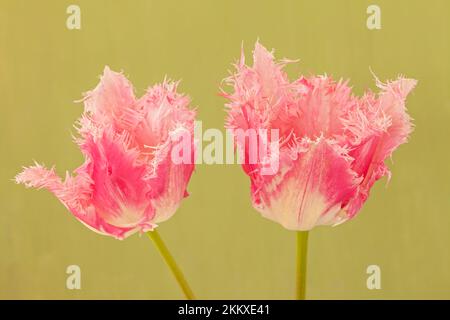 Tulipa 'Huis ten Bosch', rosa gefranste Tulpe Stockfoto