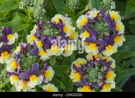 Nemesia, Aroma „Pflaumen and Custard“ Stockfoto