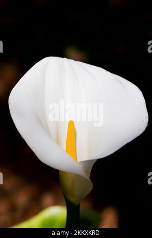 Naturfoto auf der Arum Lily (Zantedeschia Aethiopica) Blume aus dem südlichen Afrika Stockfoto