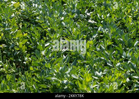 Grüne Bohnen bei sonnigem, windigem Wetter, grünes Laub und Bohnenschoten auf landwirtschaftlichen Feldern Stockfoto