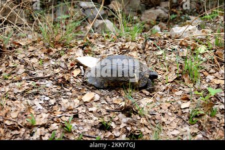 Griechische Schildkröte, auch bekannt als Testudo graeca, die auf dem Boden mit trockenen, gefallenen Blättern krabbelt, gesehen in Peloponnes, Griechenland Stockfoto