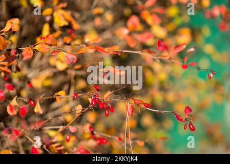 berberisrote Beeren und Herbstblätter auf Zweigschließung selektiver Fokus Stockfoto