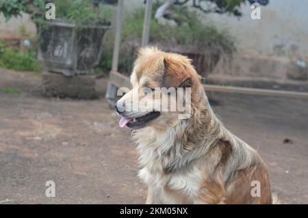 Haustier Hund Stockfoto