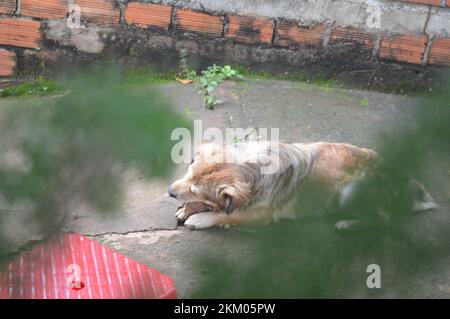 Haustier Hund Stockfoto