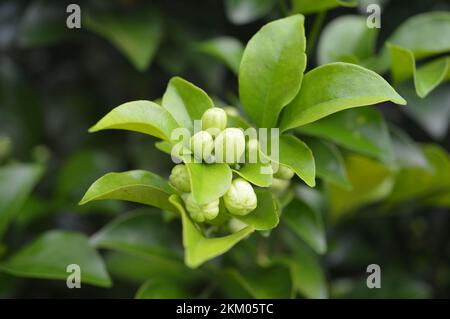 Süßlich duftende weiße Blumen von Sternjasmin oder künstlichem Jasmin Kletterwein (Trachelospermum jasminoides , Konföderierter Jasmin, Südjasmin) Stockfoto