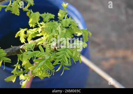 Tamarindenblätter. Stockfoto