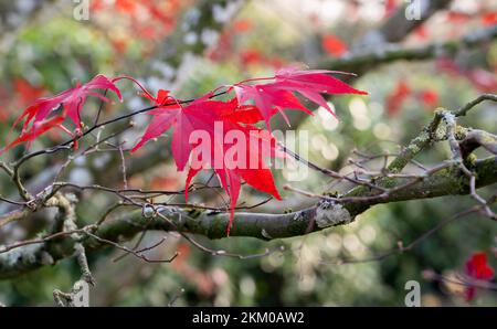 Nahaufnahme eines wunderschönen roten Blatts auf einem acer rubrum (Sun Valley) im Spätherbst, Wilts UK Stockfoto