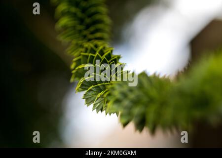 Lebende Fossilien. Grüne dornige Blätter von Aracaria araucana oder Affenschwanz mit scharfen nadelartigen Blättern und Spikes exotischer Pflanzen. Stockfoto