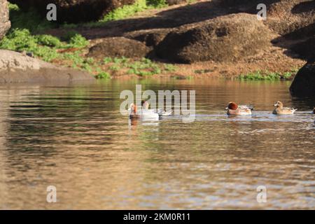 Eurasischer Witwenvogel (Mareca penelope) in Assuan, Ägypten Stockfoto