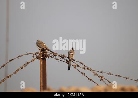 Namaqua-Taube (Oena capensis) Vogel auf Draht Stockfoto