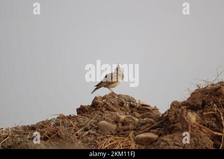 Lerchenvogel (Galerida cristata) in der Halbwüste in der Nähe von Assuan, Ägypten Stockfoto
