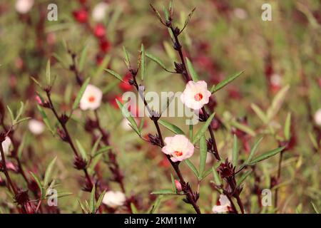 Die Blüten der roselpflanze (Hibiscus sabdariffa) Stockfoto