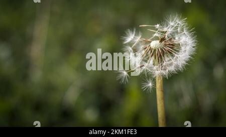 Nahaufnahme weißer Löwenzahn mit grünem, unscharfem Hintergrund. dendelion-Blume. Stockfoto