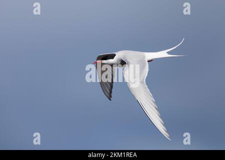 Küsten-Seeschwalbe, Küstenseeschwalbe, im Flug, Flugbild, fliegend, Seeschwalbe, Seeschwalben, Sterna paradisaea, Arktische Seeerne, La Sterne arctique Stockfoto