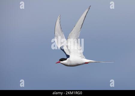 Küsten-Seeschwalbe, Küstenseeschwalbe, im Flug, Flugbild, fliegend, Seeschwalbe, Seeschwalben, Sterna paradisaea, Arktische Seeerne, La Sterne arctique Stockfoto