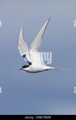 Küsten-Seeschwalbe, Küstenseeschwalbe, im Flug, Flugbild, fliegend, Seeschwalbe, Seeschwalben, Sterna paradisaea, Arktische Seeerne, La Sterne arctique Stockfoto