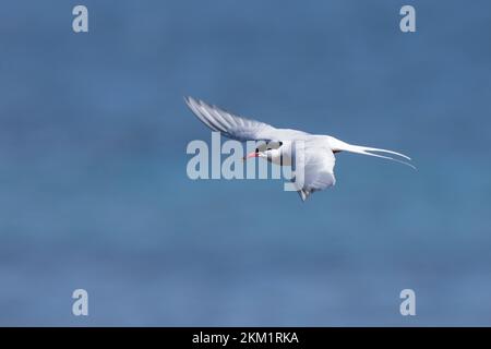 Küsten-Seeschwalbe, Küstenseeschwalbe, im Flug, Flugbild, fliegend, Seeschwalbe, Seeschwalben, Sterna paradisaea, Arktische Seeerne, La Sterne arctique Stockfoto