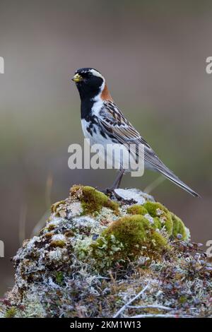 Spornammer, Männchen im Prachtkleid, Sporn-Ammer, Calcarius lapponicus, Lappland Bunting, Lappland Langspur, männlich, Le Bruant Lapon, le Plectrophane lapo Stockfoto