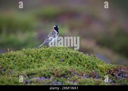 Spornammer, Männchen im Prachtkleid, Sporn-Ammer, Calcarius lapponicus, Lappland Bunting, Lappland Langspur, männlich, Le Bruant Lapon, le Plectrophane lapo Stockfoto