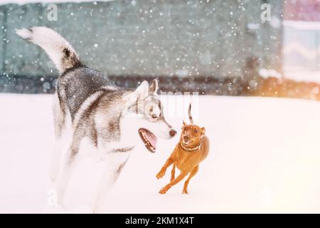 Zwei Junge Lustige Hunde Red Brown Miniatur Pinscher Pincher Min Pin Spielen Und Husky Dog Auf Dem Winter Walk. Pet-Konzept. Große Und Kleine Hunde. Haustiere Laufen Stockfoto