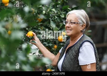 Seniorin pflückt Orangen in ihrem Garten im goldenen Licht eines sonnigen Sommernachmittags, aktives und gesundes Pensionierungskonzept Stockfoto