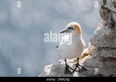 Nahaufnahme eines nördlichen Gannet (Morus bassana) vor Bokeh-Hintergrund, Bempton Cliffs, Großbritannien. Stockfoto