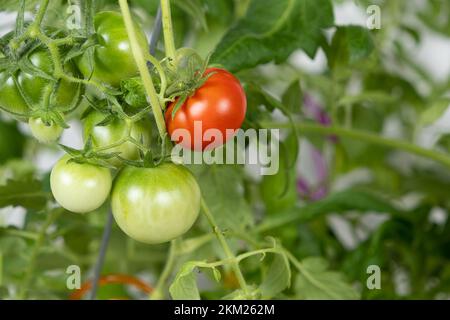 Tomaten aus Samen wachsen lassen, Schritt für Schritt. Schritt 13 – reife Tomaten Stockfoto