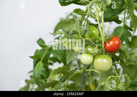 Tomaten aus Samen wachsen lassen, Schritt für Schritt. Schritt 13 – reife Tomaten Stockfoto