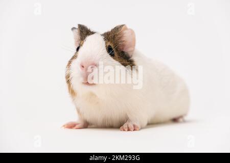 Ein kleines Meerschweinchen im Alter von 2 Monaten sitzt auf weißem Hintergrund Stockfoto