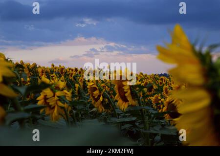 Gelbes Sonnenblumenfeld während Sonnenaufgang in der Sommersaison. Stockfoto
