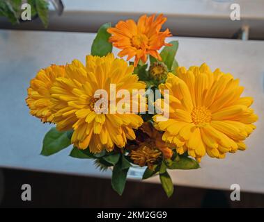 Calendula officinalis, ein Hauch roter Mischblumen, orange-gelb Stockfoto