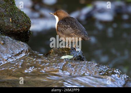 Der Dipper ist ein unverwechselbarer kleiner Vogel, der mit Bergblächen und flachen Seen verbunden ist. Sie fließen Wasserläufe in tief liegende Bereiche Stockfoto