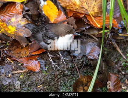 Der Dipper ist ein unverwechselbarer kleiner Vogel, der mit Bergblächen und flachen Seen verbunden ist. Sie fließen Wasserläufe in tief liegende Bereiche Stockfoto