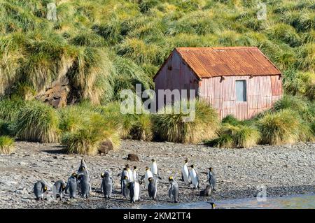 South Georgia Landscape Idyll im Hafen von Jason   Lagoon Point Stockfoto