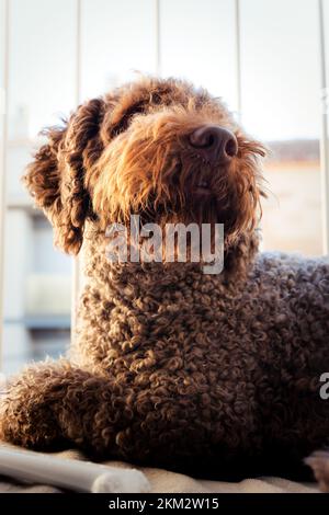 Spanischer Wasserhund ruht friedlich auf seinem Balkon während der goldenen Stunde Stockfoto