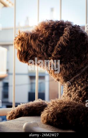 Spanischer Wasserhund ruht friedlich auf seinem Balkon während der goldenen Stunde Stockfoto